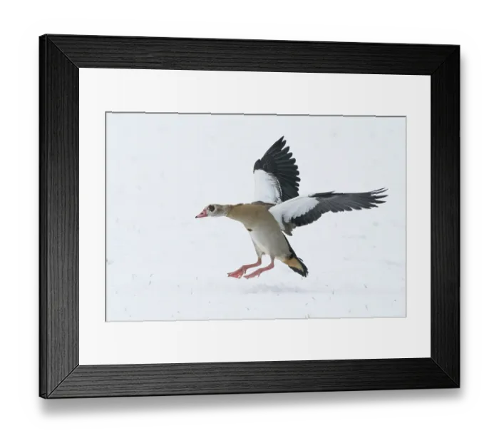Framed Print : Egyptian goose (Alopochen aegyptiacus) landing with outstretched wings on snow-covered ground Framed Print : Egyptian goose (Alopochen aegyptiacus) landing with outstretched wings on snow-covered ground
