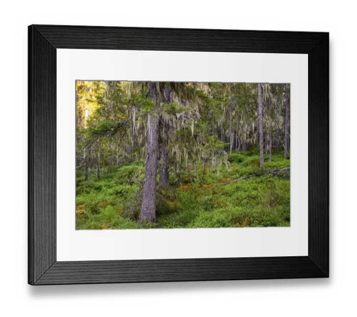 Framed Print : Pine trees (Pinus spec.) covered with lichen in a green primeval forest