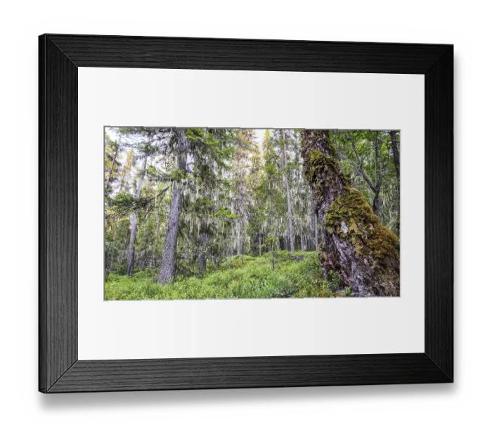 Framed Print : Fallen tree trunk covered with moss in a wooded landscape Framed Print : Fallen tree trunk covered with moss in a wooded landscape