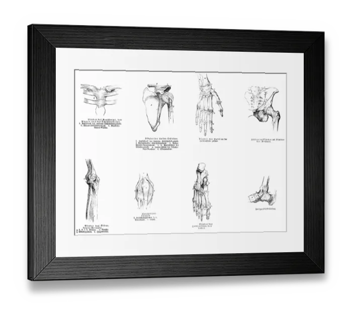 Framed Print : Sternum, shoulder, hand, pelvis Framed Print : Sternum, shoulder, hand, pelvis