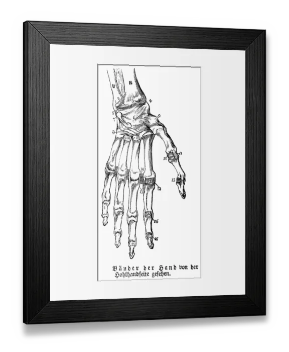 Framed Print : Hand, fingers, limbs, tendons, human body part