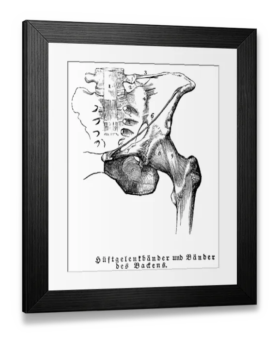 Framed Print : Tendons of the hip joint and pelvis