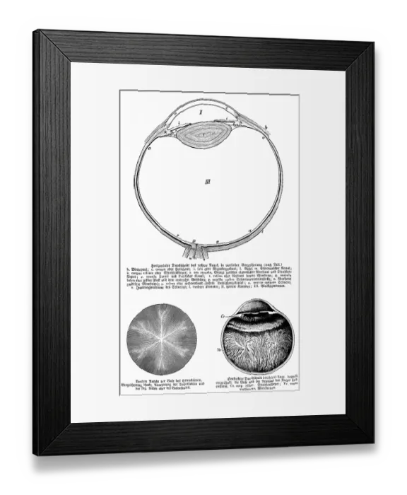 Framed Print : Horizontal cross-section of right eye