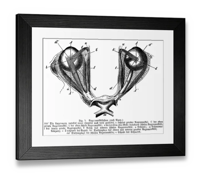 Framed Print : Pair of eyes directed parallel and forward Framed Print : Pair of eyes directed parallel and forward