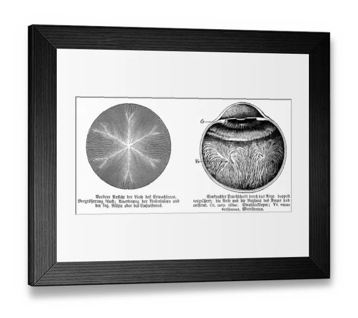 Framed Print : Front view of the lens of an adult Framed Print : Front view of the lens of an adult