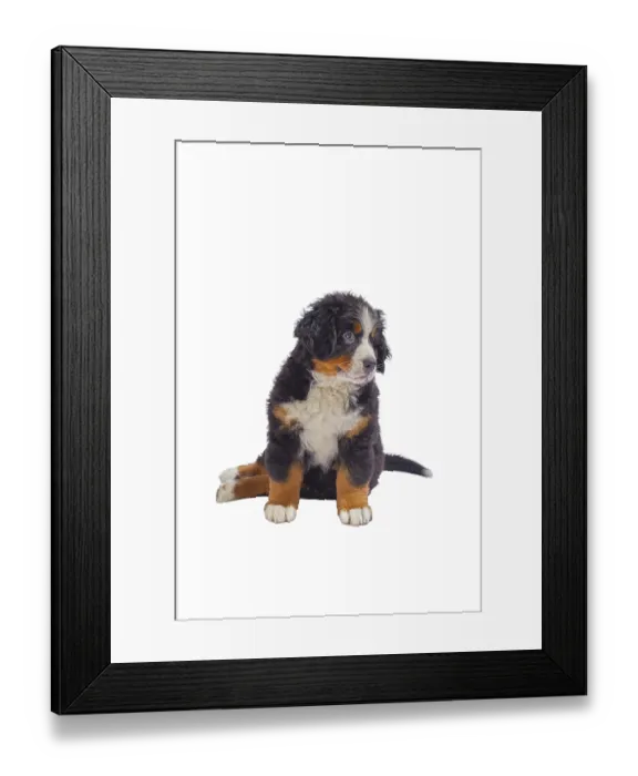 Framed Print : Sad puppy dog sitting isolated on white background
