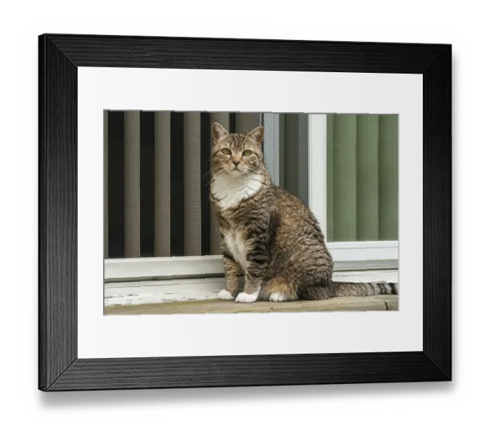 Framed Print : Female tabby cat sitting in front of house window door