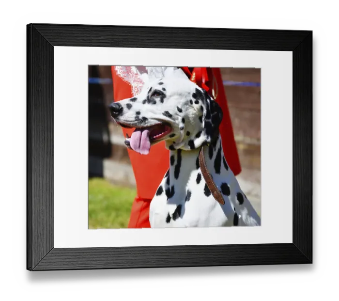 Framed Print : Dalmatian, or Dalmatian dog on a walk on a summer day