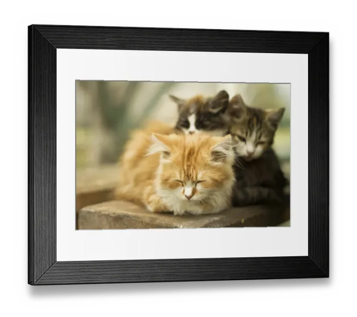 Framed Print : Three little kitten in the village