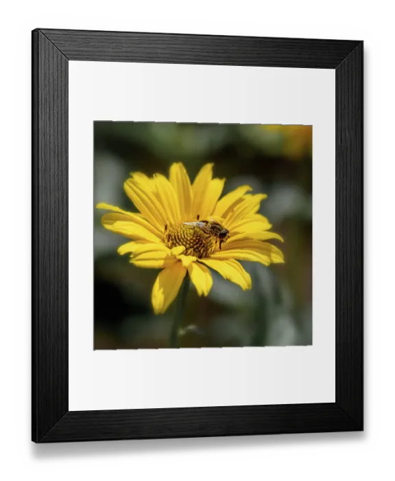 Framed Print : A bee sits on a yellow flower, close-up