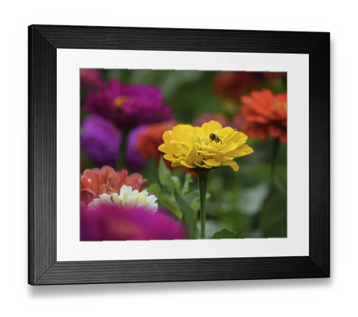 Framed Print : Yellow flower with a bee on the lawn Framed Print : Yellow flower with a bee on the lawn