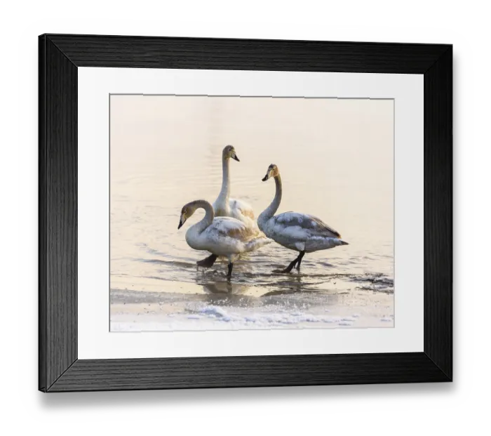 Framed Print : Swans stand in the water near the snow-covered shore