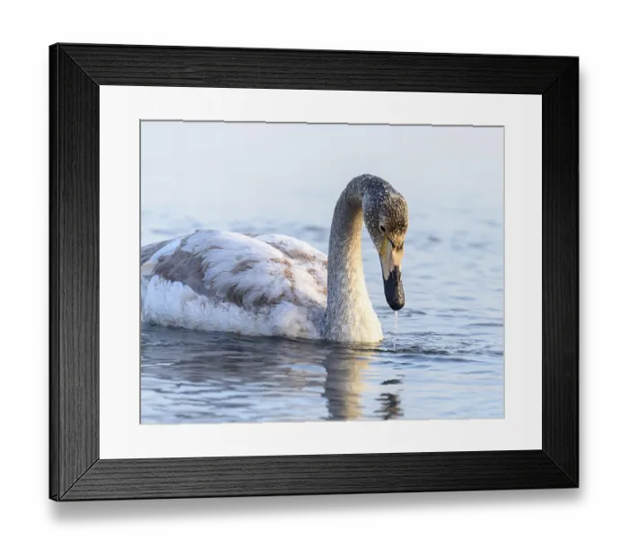 Framed Print : Whooper Swan Cygnus cygnus swimming on the water