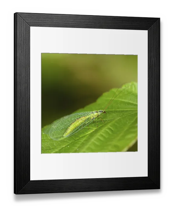 Framed Print : The golden-eyed insect Latin Chrysoperla carnea sits on a green leaf