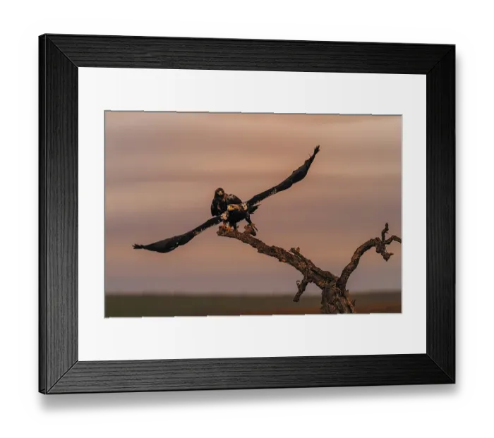 Framed Print : Spanish imperial eagle (Aquila adalberti) Castilla-La Mancha