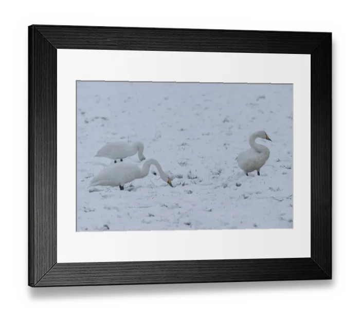 Framed Print : Whooper swans (Cygnus cygnus) in the snow