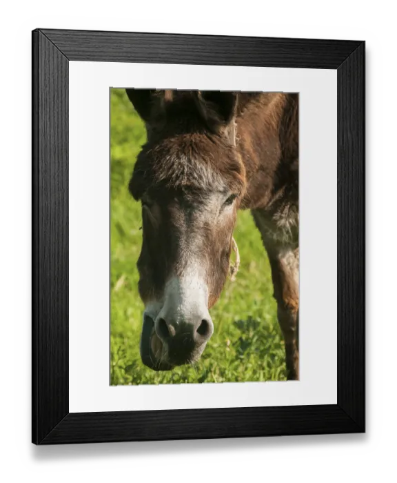 Framed Print : Head of grazing donkey on green grass meadow Framed Print : Head of grazing donkey on green grass meadow