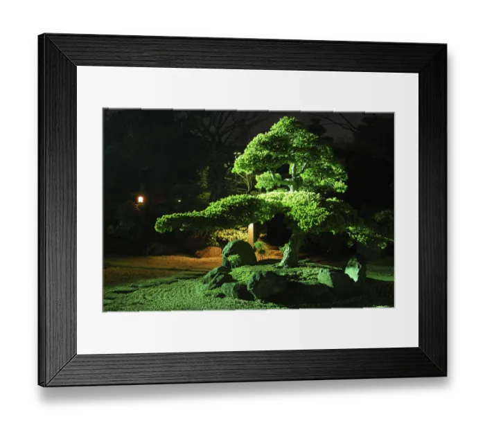 Framed Print : Pine tree inside Japanese zen garden with scenic night illumination