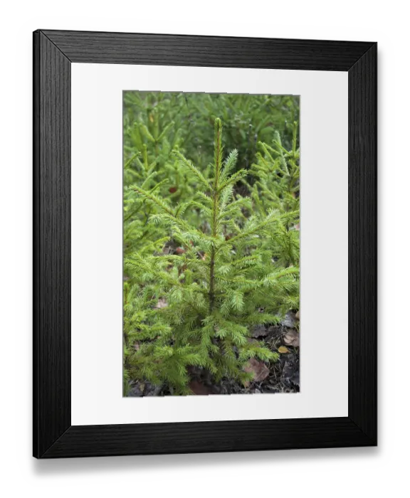 Framed Print : Small green firs in the forest Framed Print : Small green firs in the forest