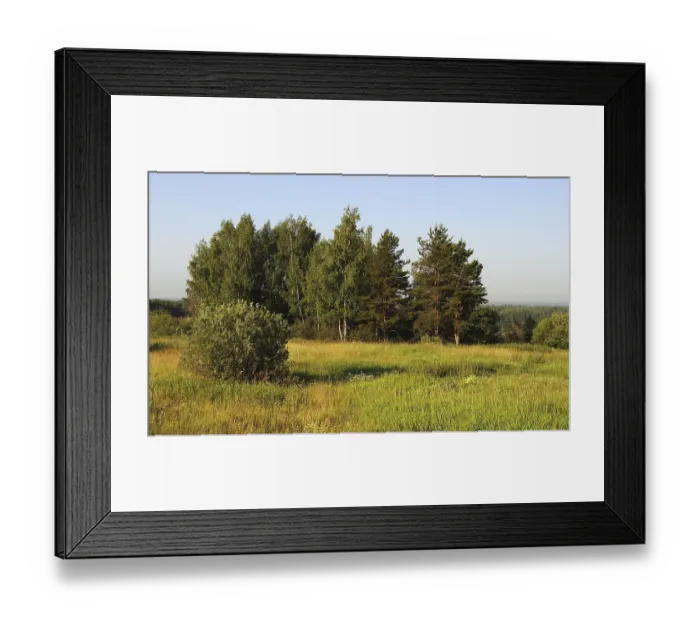 Framed Print : Group of trees at the forest edge Framed Print : Group of trees at the forest edge