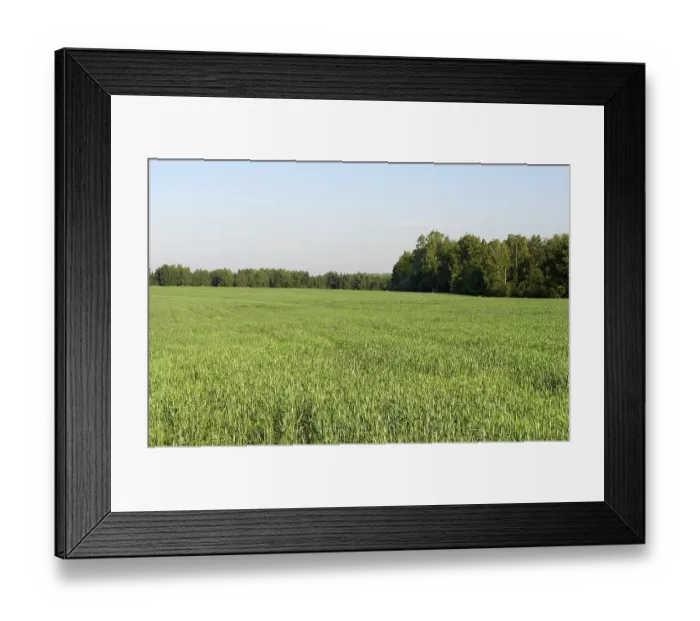 Framed Print : Green field at forest background, sunny summer day