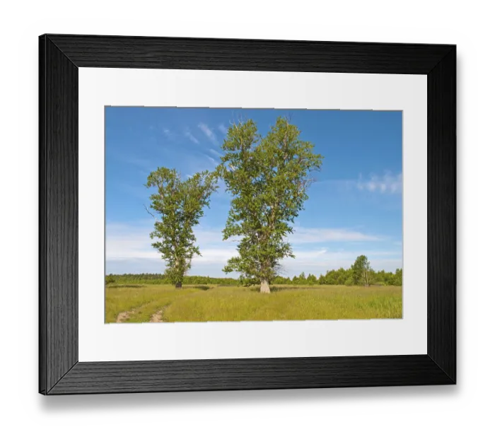 Framed Print : Country road between tall poplars Framed Print : Country road between tall poplars