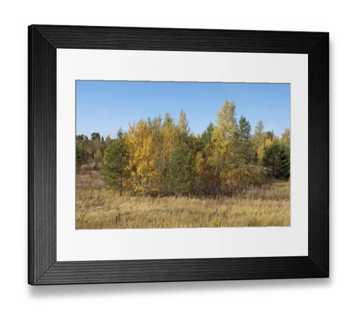 Framed Print : Forest landscape with yellow birches on sunny autumn day