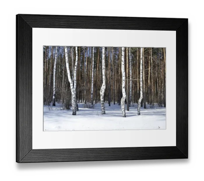 Framed Print : View of birch trees in winter forest on sunny day Framed Print : View of birch trees in winter forest on sunny day