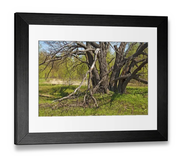 Framed Print : Old oak tree in a forest glade on a sunny spring day