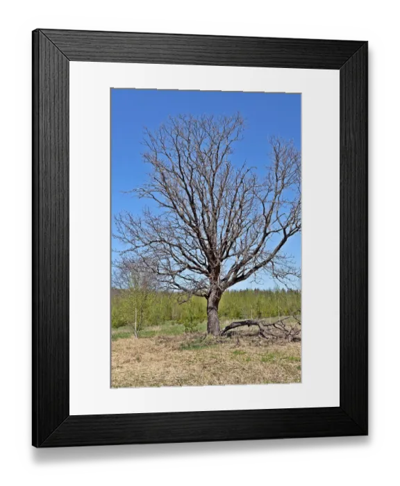 Framed Print : Solitary bare oak tree in forest glade on sunny spring day Framed Print : Solitary bare oak tree in forest glade on sunny spring day