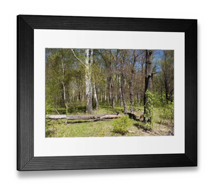 Framed Print : Little forest glade with lying tree trunk on a sunny spring day