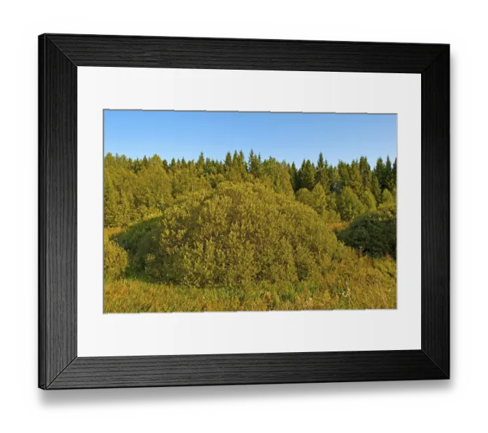 Framed Print : View of summer forest in the evening