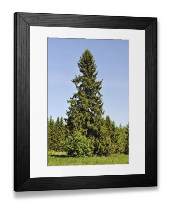 Framed Print : Solitary fir tree at forest edge, spring time Framed Print : Solitary fir tree at forest edge, spring time