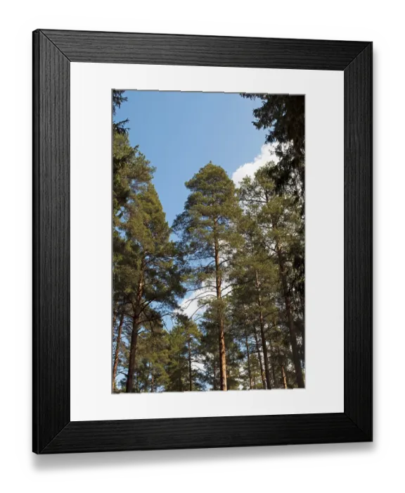 Framed Print : The trunks of the pines against the blue sky in the forest Framed Print : The trunks of the pines against the blue sky in the forest