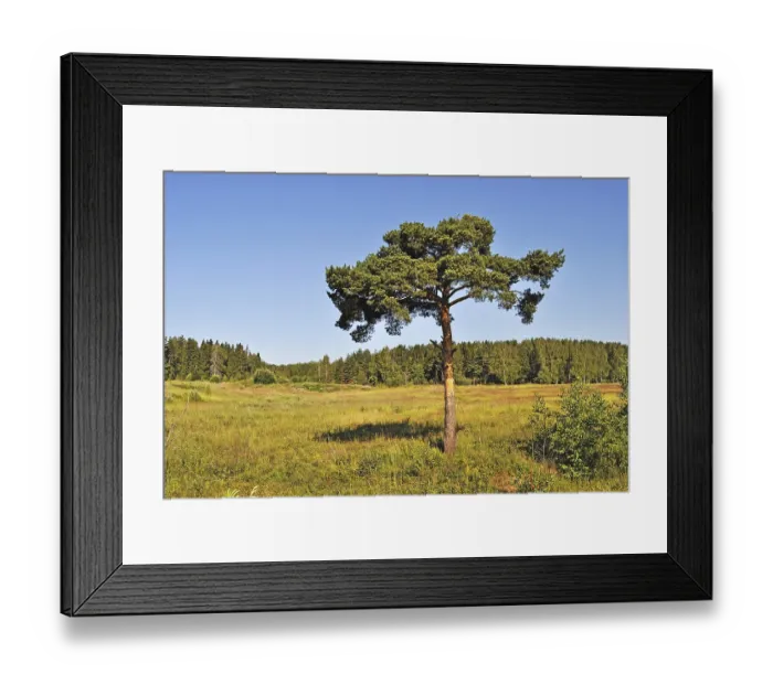Framed Print : Landscape with solitary pine tree at forest edge Framed Print : Landscape with solitary pine tree at forest edge