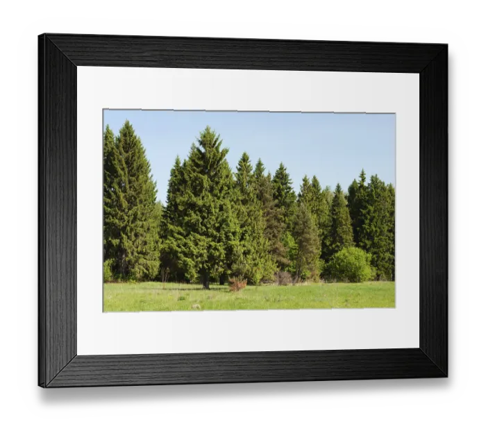 Framed Print : Country landscape, green spruce trees on the edge of the forest