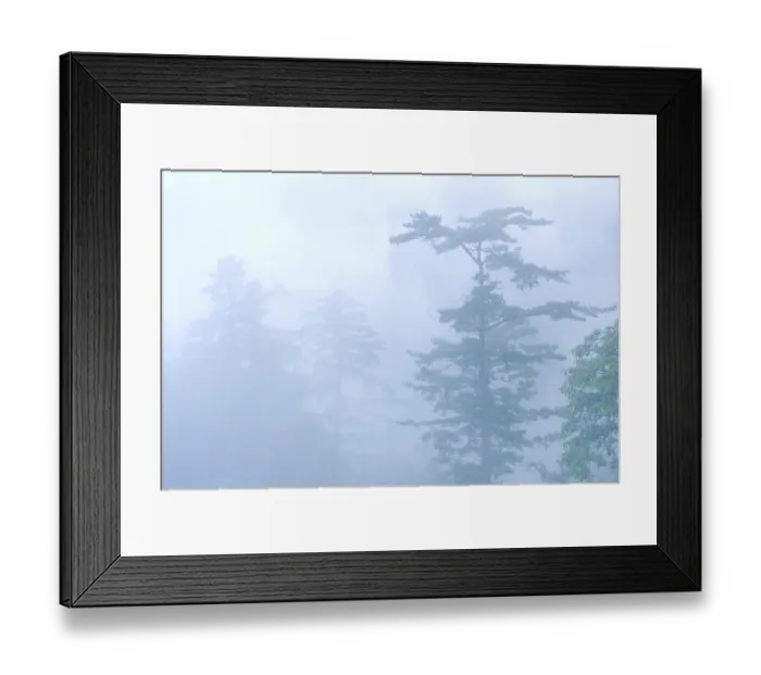 Framed Print : Deep fog in natural woodland. pine tree in the forest