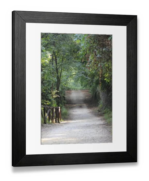Framed Print : Forest trail through thick vegetation Framed Print : Forest trail through thick vegetation