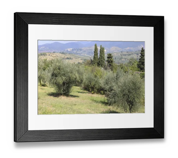 Framed Print : Ancient olive grove in Tuscany, Italy