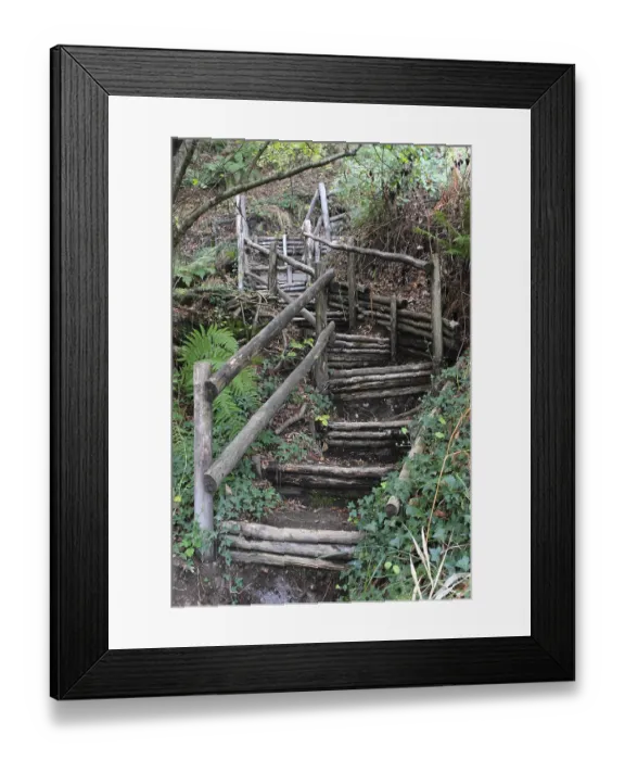 Framed Print : Forest trail through thick vegetation Framed Print : Forest trail through thick vegetation