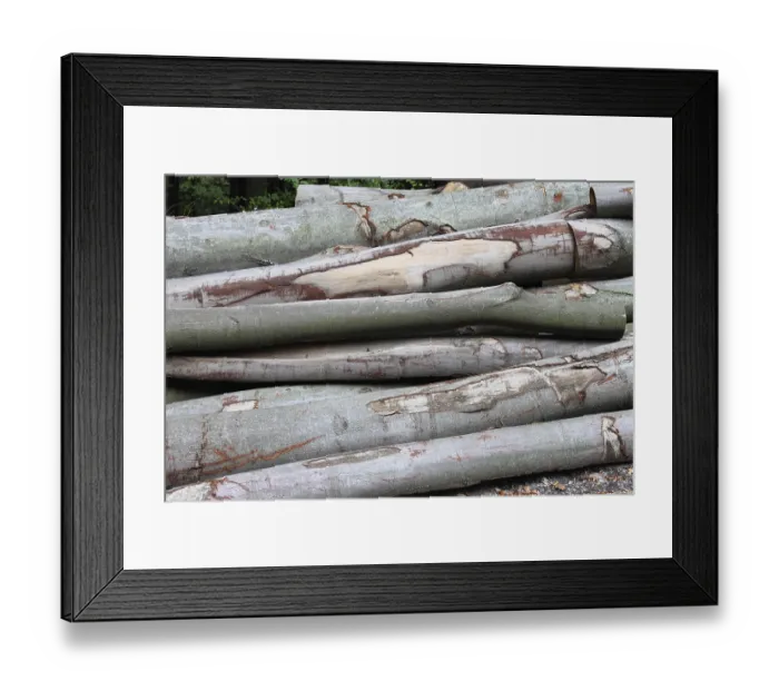 Framed Print : Cutted trunks in a forest Framed Print : Cutted trunks in a forest