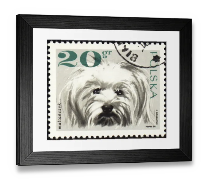 Framed Print : POLAND - CIRCA 1968: stamp printed in Poland shows Maltese dog