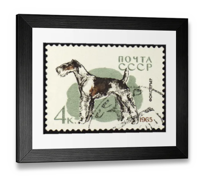 Framed Print : USSR - CIRCA 1965: stamp printed in USSR shows fox terrier
