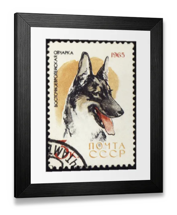 Framed Print : USSR - CIRCA 1965: stamp printed in USSR shows Alsatian dogs