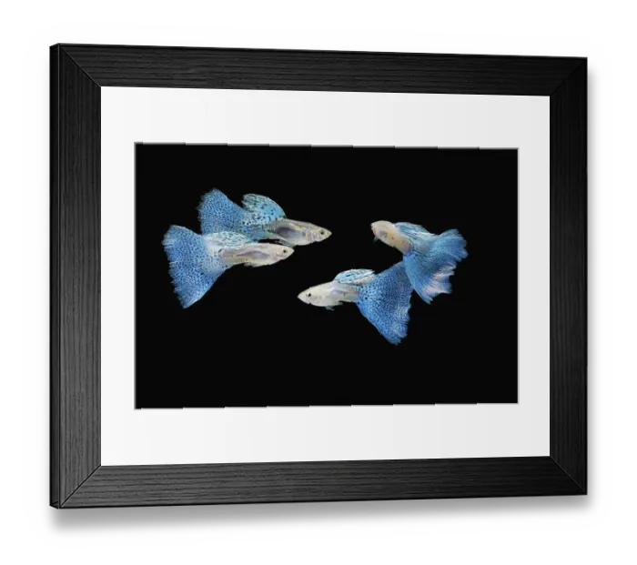 Framed Print : Swimming blue guppy, tropical fish pet