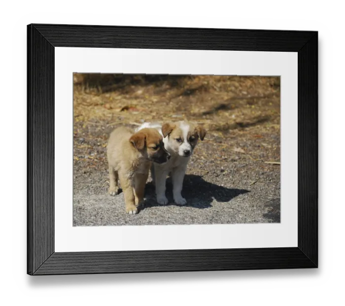 Framed Print : Two little lovely mongrel dogs on a road