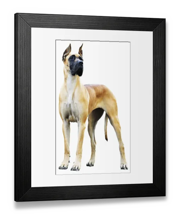 Framed Print : Pedigree Great Dane Dog over the white background Framed Print : Pedigree Great Dane Dog over the white background
