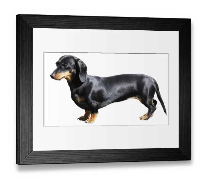 Framed Print : Pedigree dachshund dog over white background Framed Print : Pedigree dachshund dog over white background