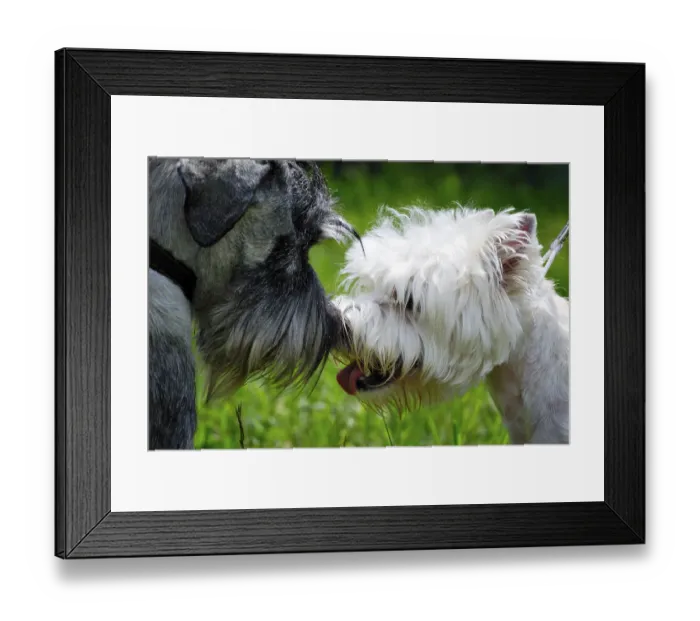 Framed Print : Two young dogs friendly meeting