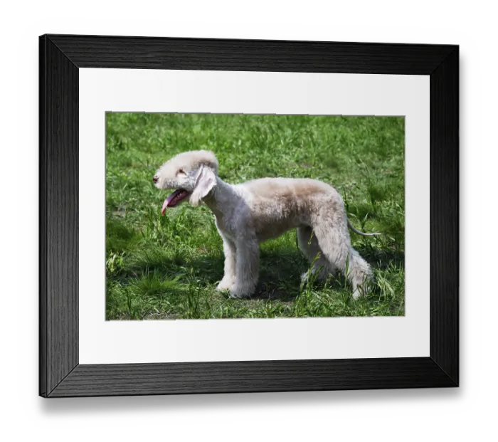 Framed Print : Young pedigree bedlington terrier on green grass